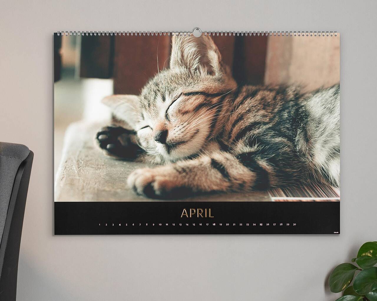 Eine schlafende Katze auf einem Tisch, die entspannt wirkt