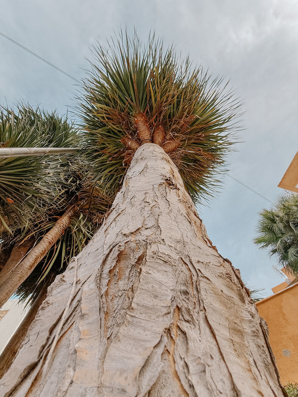 Nahaufnahme des Stamms einer Palme, fotografiert von unten in Richtung Krone vor blauem Himmel.