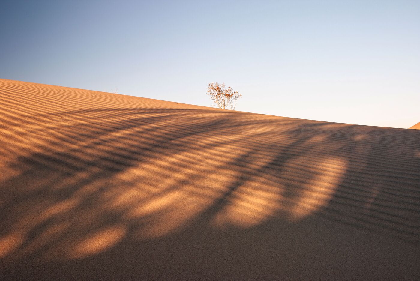 Ein sanfter Sandstrand mit Wellen im Hintergrund und einer Palme, die im Wind wiegt.