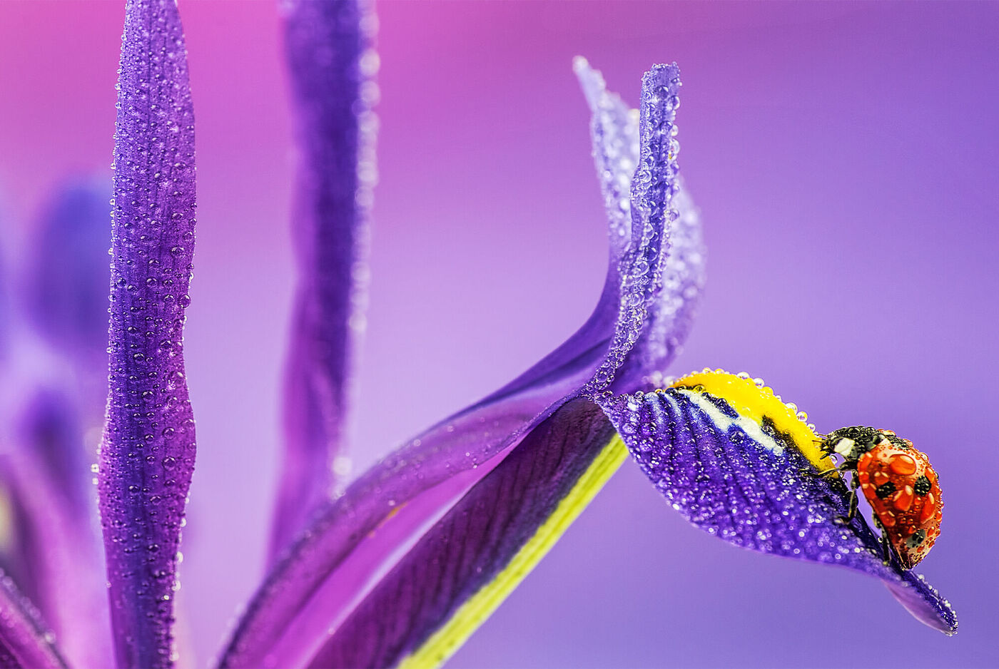 Nahaufnahme eines Käfers, der auf einer blühenden, lila Blume sitzt, umgeben von Wassertropfen